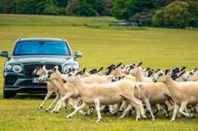 Bentley's hosting a dog party — especially if your dog is named Bentley