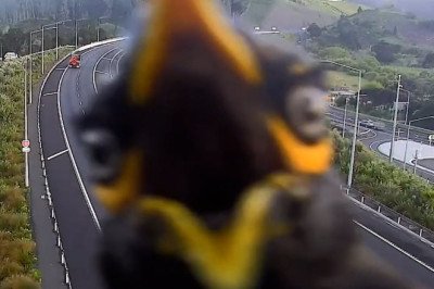 Myna traffic delays: Hilarious moment angry bird attacks motorway camera