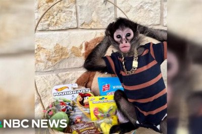 Texas Influencer's DUI Arrest Leads To Spider Monkey Confiscation, And Now She Wants Him Back