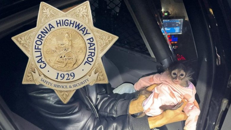 The Weed Belongs To The Spider Monkey In The Onesie, Officer, I Swear. It's His Rolls-Royce, Too