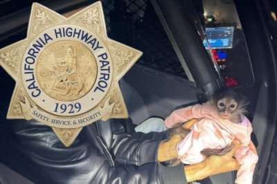 The Weed Belongs To The Spider Monkey In The Onesie, Officer, I Swear. It's His Rolls-Royce, Too