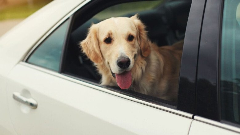 Dog owners must know one Highway Code rule ahead of summer months