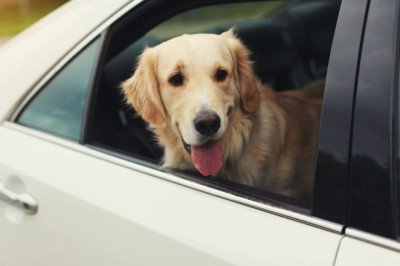 Dog owners must know one Highway Code rule ahead of summer months