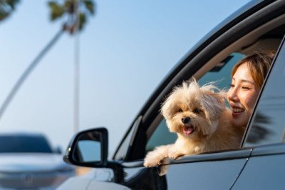 Drivers could be fined £5,000 for letting their dog hang its head out the window