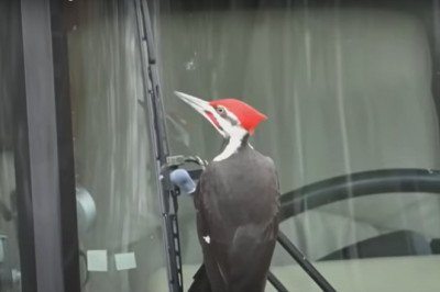 One Pesky Woodpecker Has Terrorized 25 Cars and Counting in a Massachusetts Town