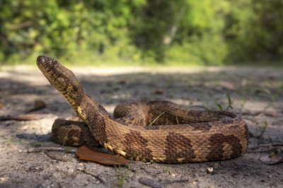 This Illinois Road Closes Twice a Year for Snakes to Cross