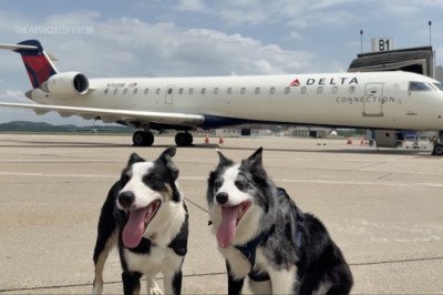 West Virginia's Busiest Airport Employs Two Border Collies To Keep The Runway Clear Of Birds And Wildlife